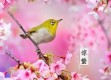 北京一周天气展望，冷暖交替，春意渐浓
