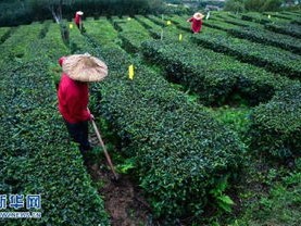 安溪县天气预报，品茶时节，天意如何？