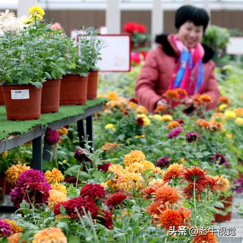 鄢陵天气预报，守护花乡的四季晴雨